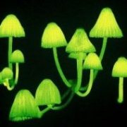 光るキノコの観察会
