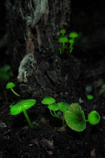 シイノトモシビタケ1