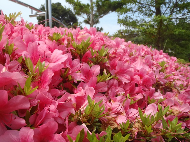 ツツジ