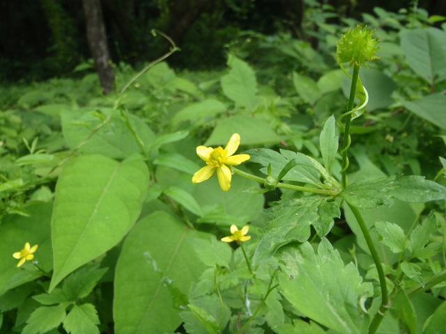 キツネノボタン