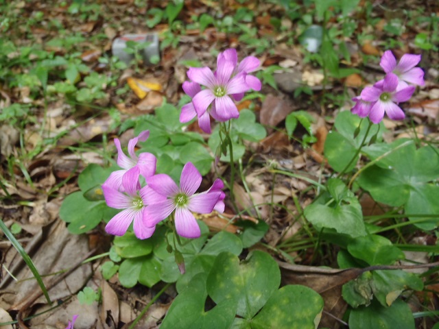 ムラサキカタバミ