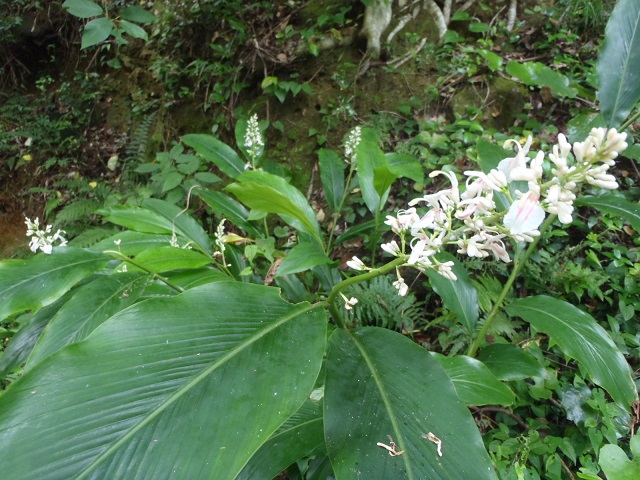 アオノクマタケラン
