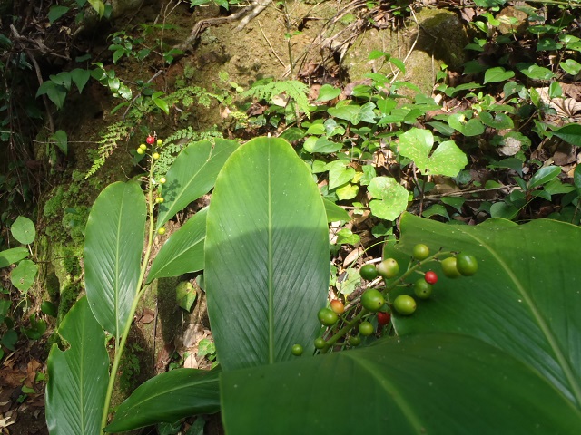 アオノクマタケラン